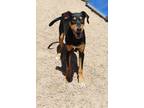 Adopt Pickles ***RESCUE CENTER*** a Black - with Tan, Yellow or Fawn Doberman