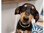 Adopt Pickles ***RESCUE CENTER*** a Black - with Tan, Yellow or Fawn Doberman