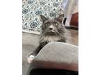 Adopt Smokey a Gray or Blue Manx / Mixed (long coat) cat in Clearwater