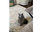 Adopt Stella a Gray or Blue Domestic Longhair / Mixed cat in Newport