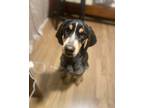 Adopt Henry a Black - with Tan, Yellow or Fawn Bluetick Coonhound / Mixed dog in