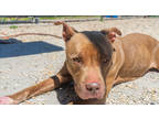 Adopt Skylar a Tan/Yellow/Fawn American Pit Bull Terrier / Mixed Breed (Medium)