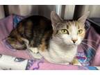 Adopt Feona a Brown or Chocolate Domestic Shorthair / Domestic Shorthair / Mixed