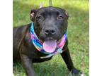 Adopt Rose a Labrador Retriever / Mixed dog in Darlington, SC (41390898)