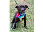 Adopt Rhett a Labrador Retriever / Mixed dog in Darlington, SC (41390897)