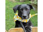 Adopt Skylar a Labrador Retriever / Mixed dog in Darlington, SC (41390896)