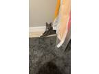 Adopt Kitty a Gray or Blue Domestic Shorthair / Mixed (short coat) cat in