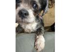 Adopt Chloe a Gray/Blue/Silver/Salt & Pepper Lhasa Apso / Mixed dog in