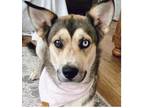 Adopt Jasmine a Tan/Yellow/Fawn - with White Husky / German Shepherd Dog dog in