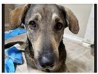 Adopt Dru (CP) a Gray/Blue/Silver/Salt & Pepper German Shepherd Dog dog in