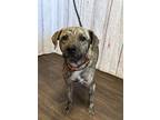 Adopt Robbie a Brindle Mountain Cur dog in Opelousas, LA (41390949)
