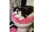 Adopt Lestat a.k.a Staty a Black & White or Tuxedo American Shorthair / Mixed