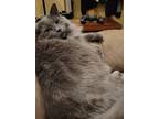Adopt Wilem a Gray or Blue (Mostly) Domestic Longhair / Mixed (long coat) cat in