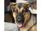 Adopt Trinity a German Shepherd Dog / Doberman Pinscher dog in Brooklyn