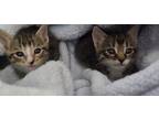 Adopt Merry and Pippen a Gray or Blue Tabby / Mixed (medium coat) cat in Desoto