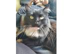 Adopt Denna a Black & White or Tuxedo Domestic Longhair / Mixed (long coat) cat