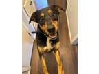 Adopt Rocky a Black Mixed Breed (Medium) / Mixed dog in Oklahoma City