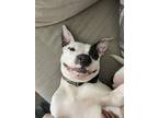 Adopt Ghost a Brindle - with White American Pit Bull Terrier / Mixed dog in