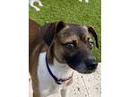 Adopt Bailey *ADOPTED* a Tricolor (Tan/Brown & Black & White) Jack Russell