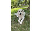 Adopt Lili a White - with Brown or Chocolate Great Pyrenees / Akita / Mixed dog