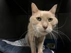 Adopt Cracker Jack a Domestic Shorthair / Mixed (short coat) cat in Meriden
