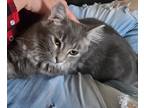 Adopt Auri a Gray or Blue (Mostly) Domestic Longhair / Mixed (long coat) cat in