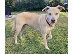 Adopt Dunkin a Tan/Yellow/Fawn Labrador Retriever / Mixed dog in Houston