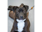 Adopt Theo a Black Mixed Breed (Medium) / Mixed dog in Greenwood, SC (41039791)