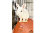 Adopt Dexter a White Dwarf / Satin / Mixed (short coat) rabbit in Belleville