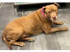 Adopt Rose a Brown/Chocolate American Staffordshire Terrier / Mixed Breed