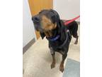 Adopt Valentina a Black - with Tan, Yellow or Fawn Black and Tan Coonhound /