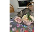 Adopt Bingo a Gray, Blue or Silver Tabby American Shorthair / Mixed (short coat)