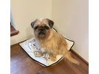 Adopt Gracie a Tan/Yellow/Fawn - with Black Brussels Griffon / Mixed dog in