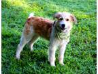 Adopt Trever a Tan/Yellow/Fawn - with White Sheltie, Shetland Sheepdog / Terrier