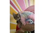 Adopt Bluey a Gray, Blue or Silver Tabby American Shorthair / Mixed (short coat)