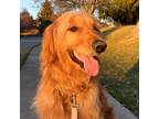 Adopt Luscious Lion a Tan/Yellow/Fawn Goldendoodle dog in Louisville