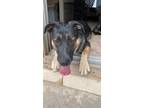 Adopt Rex a Black - with Tan, Yellow or Fawn German Shepherd Dog / Chow Chow /