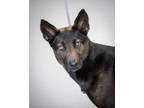 Adopt Penelope a Black Mixed Breed (Medium) / Mixed Breed (Medium) / Mixed