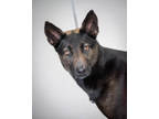 Adopt Penelope a Black Mixed Breed (Medium) / Mixed dog in Greenwood