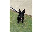 Adopt Jesse a Black Mixed Breed (Medium) / Mixed dog in Oklahoma City