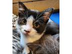 Adopt Donut a White Domestic Shorthair / Domestic Shorthair / Mixed cat in Point