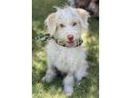 Adopt Astro a Red/Golden/Orange/Chestnut - with White Lhasa Apso / Terrier