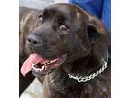 Adopt Echo a Black Australian Cattle Dog / Mixed dog in Belleville