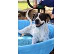 Adopt JERRICA a White Mixed Breed (Medium) / Mixed dog in Fernandina Beach