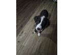 Adopt Tegan a Black Border Collie / Mixed dog in Newport, VT (41390700)