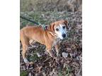 Adopt Dharma a Tan/Yellow/Fawn - with White Beagle / Mountain Cur / Mixed dog in