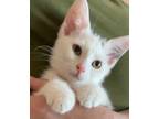 Adopt Tic a Domestic Shorthair / Mixed (short coat) cat in Newaygo