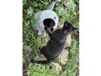 Adopt Black Beauty a All Black Domestic Mediumhair / Mixed (medium coat) cat in
