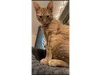 Adopt Penelope a Orange or Red Tabby Domestic Shorthair / Mixed (short coat) cat