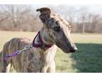 Adopt RCK Paradise (Paradise) a Greyhound / Mixed dog in Glen Ellyn